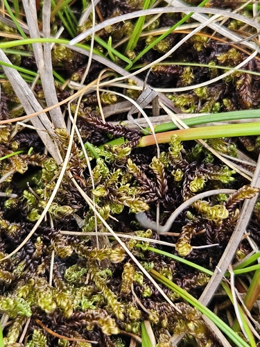 Scorpidium revolvens observed 2026-06-28