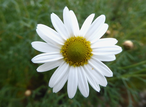 Image of Argyranthemum foeniculaceum by (c) Rudyard, some rights reserved (CC BY)