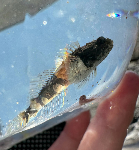 Grubby sculpin (Myoxocephalus aenaeus) — Cottidae — 4