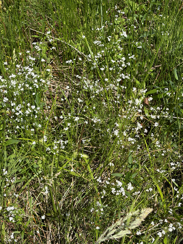 Common Marsh-bedstraw
