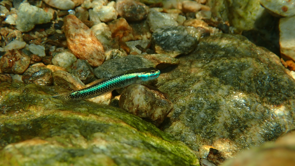 Cobalt Blue Dwarf Goby (Stiphodon semoni)