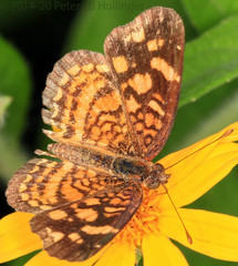 Anthanassa frisia