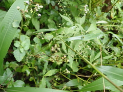 Lysimachia decurrens