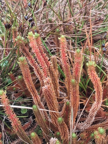 Huperzia erubescens observed 2026-06-30