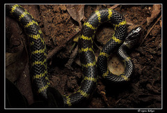 Lycodon travancoricus