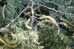 Vachellia aroma