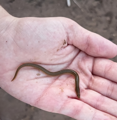 European Eel