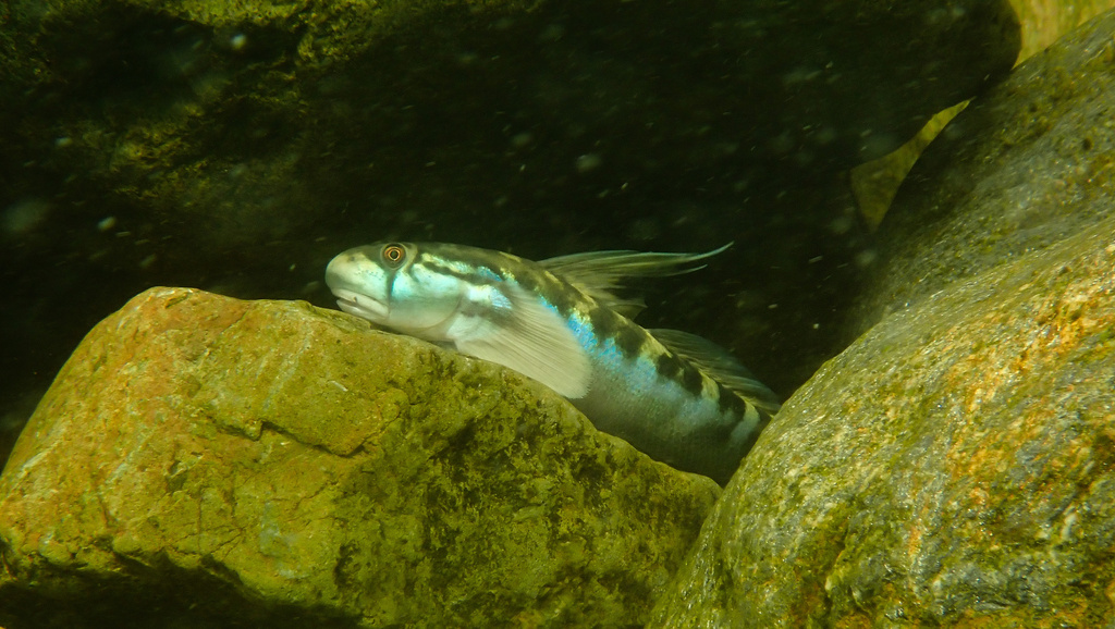 Cleft-Lipped Goby