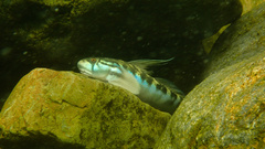 Cleft-Lipped Goby photo 1