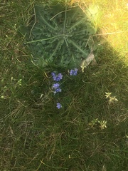 Lobelia erinus