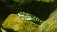 Cleft-Lipped Goby photo 3
