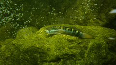 Cleft-Lipped Goby photo 2