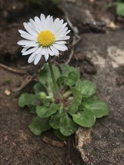 Bellis perennis