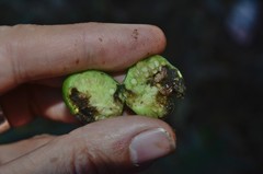 Leucinodes cordalis