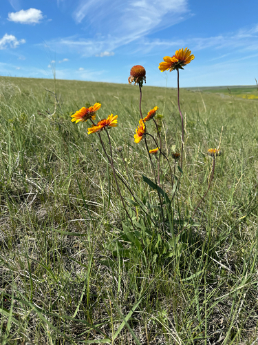 great blanketflower