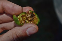 Leucinodes cordalis