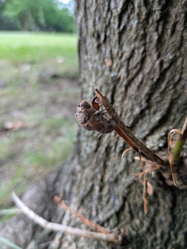 Kaempfer Cicada
