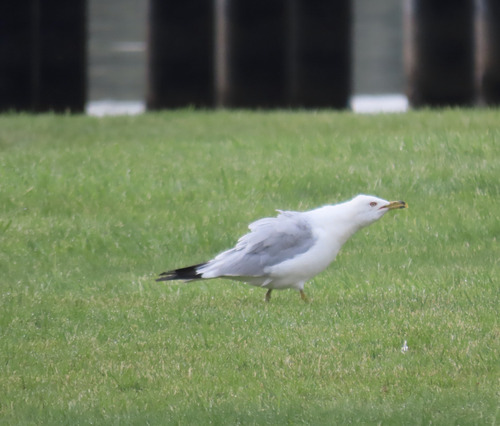 Ring-billed Gull
