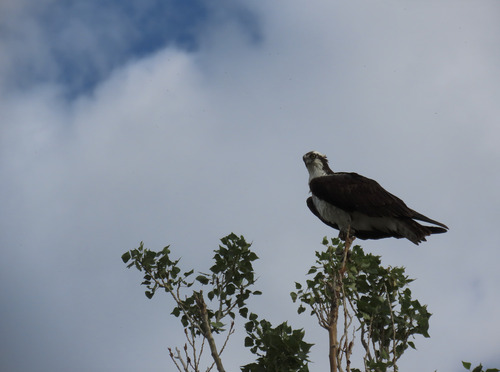 Osprey