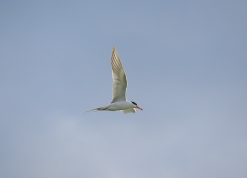 Forster's Tern