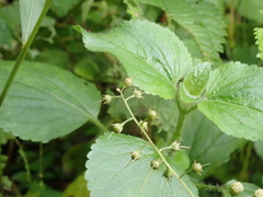 Lysimachia decurrens