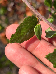 (c) klicklo, some rights reserved (CC BY) Ceanothus oliganthus, photograph (c) klicklo, some rights reserved (CC BY)