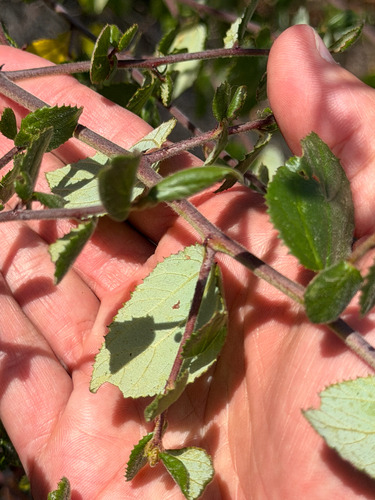 Ceanothus oliganthus, photograph 3