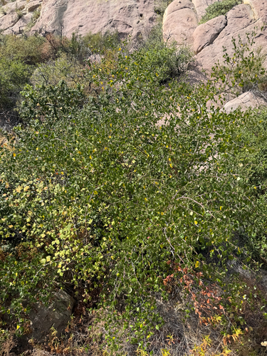 Ceanothus oliganthus, photograph 2