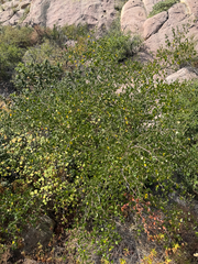 (c) klicklo, some rights reserved (CC BY) Ceanothus oliganthus, photograph (c) klicklo, some rights reserved (CC BY)
