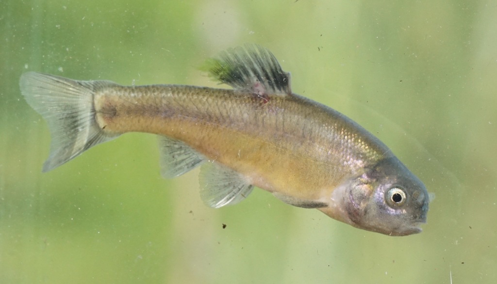 Bluntnose Minnows