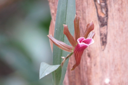 Galeandra schunkii