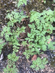 Geranium robertianum