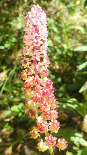 Phytolacca rugosa, photograph 2