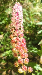 Phytolacca rugosa, photograph (c) Peter Brastow, some rights reserved (CC BY)
