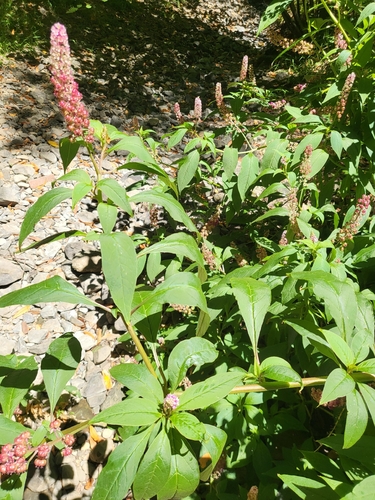 Phytolacca rugosa, photograph 3