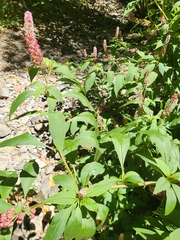 Phytolacca rugosa, photograph (c) Peter Brastow, some rights reserved (CC BY)
