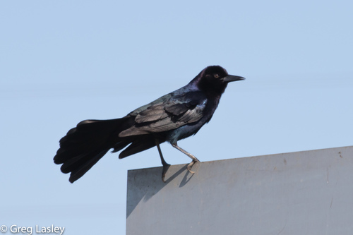 Boat-tailed Grackle, photo 10 of 10