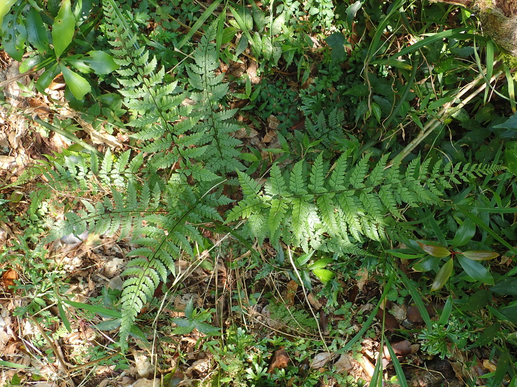 Athyrium nigripes (Athyrium nigripes)
