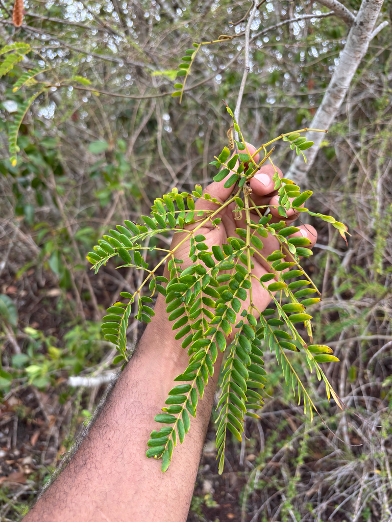 Parasenegalia