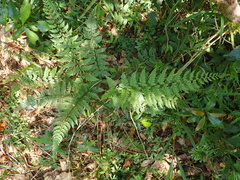 Athyrium nigripes