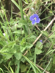 Veronica chamaedrys