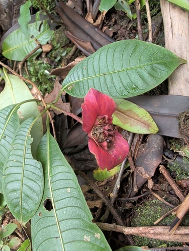 Palicourea elata, photograph 4