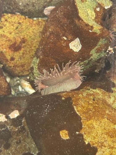 iNaturalist observation photo of Brooding Anemone