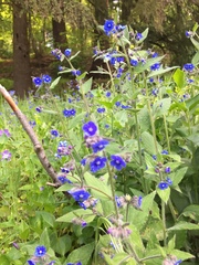 Pentaglottis sempervirens