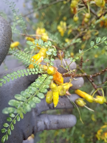 Cook Strait Kowhai