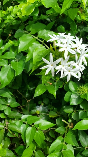 Jasminum multiflorum