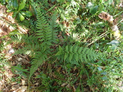 Athyrium nigripes
