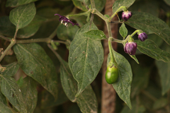 Capsicum pubescens