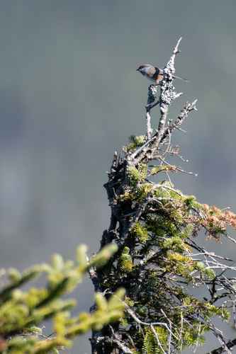 Acadian Boreal Chickadee