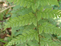 Athyrium nigripes